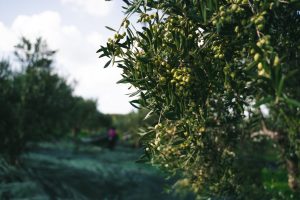 Dakry Olive | Drops Of Nature