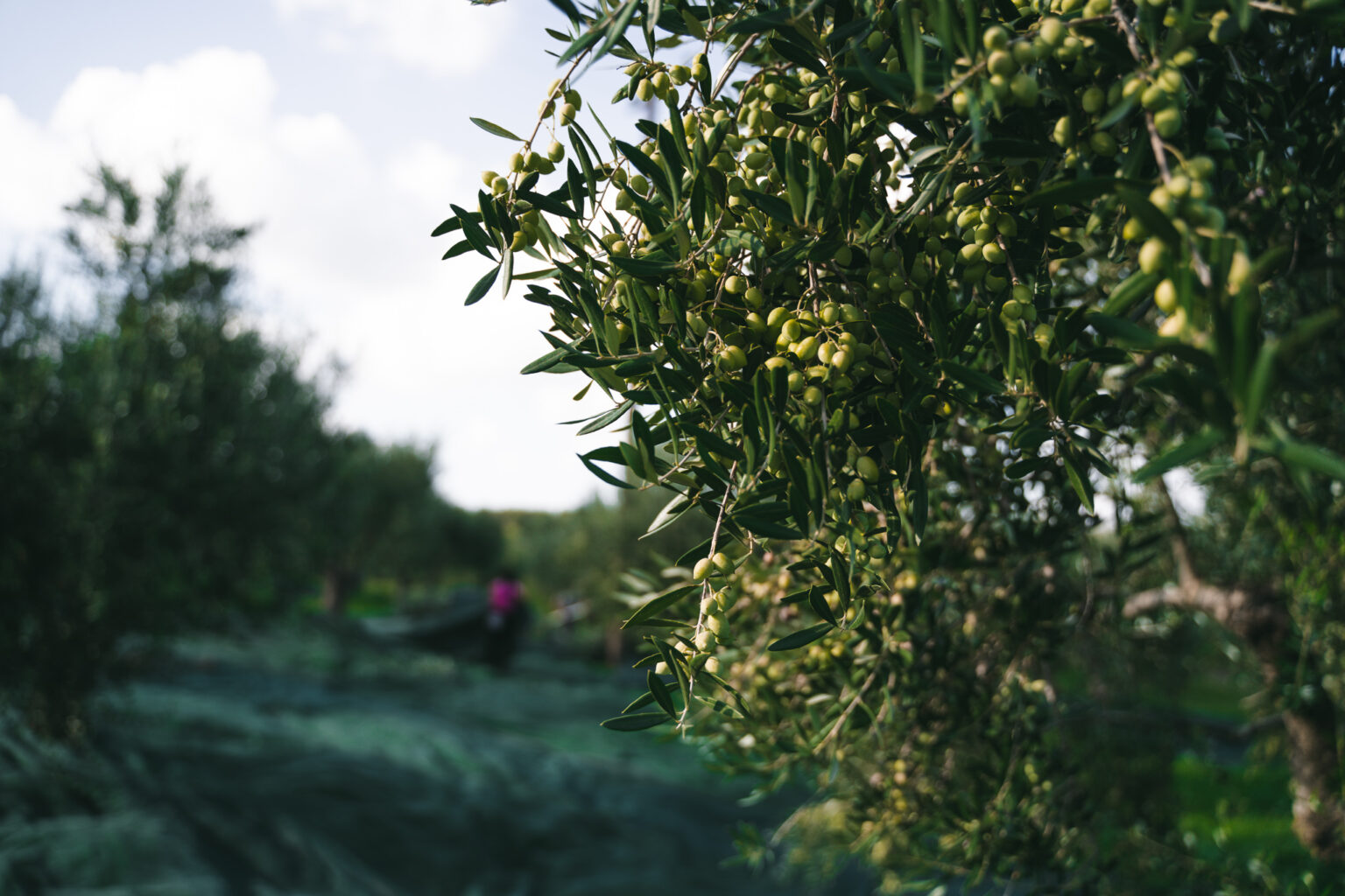 Dakry Olive | Drops Of Nature